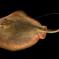 Brown Stingray With Flat Body And Long Tail In Close Up View