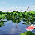 Aquatic Plants With Green Floating Leaves And Flowers Growing On Water Surface