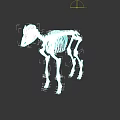 Detailed Animal Skeleton 3D Model With Anatomical Bone Structure On Black Background