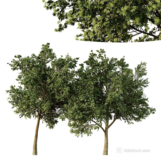 Lush Green Arbor Trees With Dense Foliage And Strong Trunks In Natural Landscape 3d model 