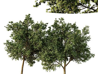 landscape tree 3d model