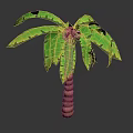 Tropical Green Leafy Palm Plant With Brown Textured Trunk On Dark Background