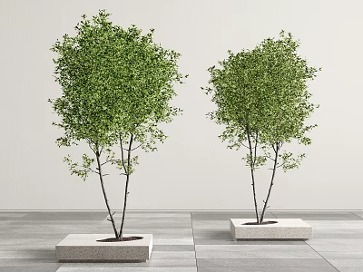 Modern Concrete Tree Planters With Green Trees In Indoor Space 3d model