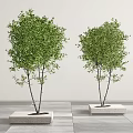 Modern Tree Pool Landscape Tree Courtyard Tree Pool Arbor 3d model