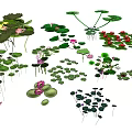 Various Green Garden Plants With Different Leaf Shapes And Colorful Blooms