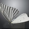 Elegant White Butterfly With Delicate Patterns On Wings Displaying Open Against Dark Background