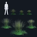 Deyeuxia Arundinacea Ornamental Grass With Lush Green Foliage And Feathery Plumes For Garden Landscaping