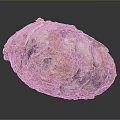 Detailed View of Biological Organ with Hair Like Structures and Textured Surface
