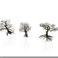 Three Decorative Trees With White Flowers Pink Blossoms Bare Branches And Exposed Roots Artistic