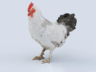 White Rooster With Red Comb And Black Tail Feathers On Light Background 3d model