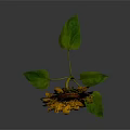 Beautiful Bright Yellow Sunflower With Brown Center Green Stem And Leaves