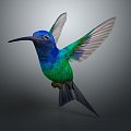 Modern Hummingbird Birds 3d model