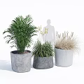 Three Leafy and Grassy Potted Plants in Cement Planters for Indoor Decorative Greenery
