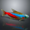 Vibrant Red Blue and Golden Aquatic Fish With Shiny Scales and Sleek Body