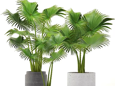 Decorative Green Fan Palm Potted Plants in Grey and White Modern Planters 3d model