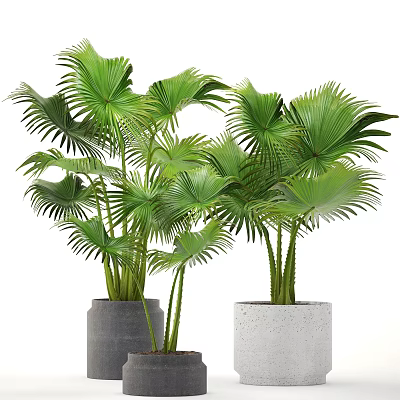 Decorative Green Fan Palm Potted Plants in Grey and White Modern Planters 3d model