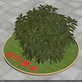 Lush Green Shrub with Dense Foliage in Circular Grass Patch on Paved Tiles