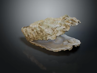 Open Oyster Shell With Textured Surface Isolated On Dark Background 3d model