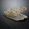 Open Oyster Shell With Textured Surface Isolated On Dark Background 3d model