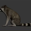 Realistic Raccoon Sitting On Reflective Surface With Striped Tail And Gray Background