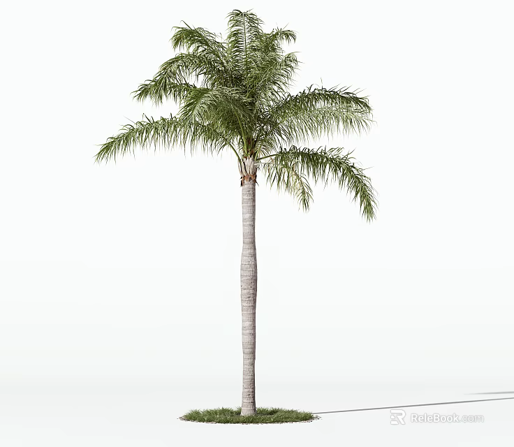 Single Tall Arbor with Green Lush Leaves Straight Trunk and Grass Base on White Background 3d model 