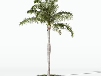 Single Tall Arbor with Green Lush Leaves Straight Trunk and Grass Base on White Background 3d model
