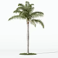 Single Tall Arbor with Green Lush Leaves Straight Trunk and Grass Base on White Background