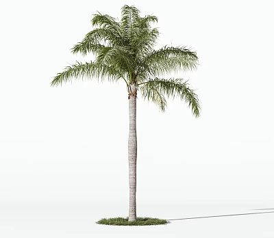 Single Tall Arbor with Green Lush Leaves Straight Trunk and Grass Base on White Background 3d model