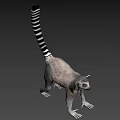 Gray Lemur With Black And White Striped Tail In Standing Posture 3d model