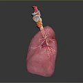 Human Thoracic Organs 3D Anatomical Model Showing Lungs And Trachea Structure 3d model
