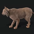 Realistic 3D Brown Lynx Rendering With Tufted Ears and Whiskers on Black Background