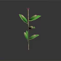 Green Plant Stem With Fresh Lush Leaves On Dark Reflective Surface