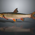 Realistic Silver Orange Fish with Detailed Fins and Tail on Gray Reflective Background