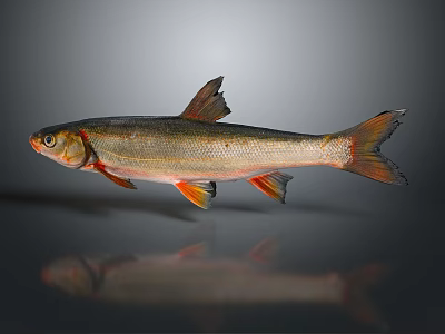 Realistic Silver Orange Fish with Detailed Fins and Tail on Gray Reflective Background 3d model