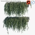 Lush Green Hanging Bush With Dense Leaves For Outdoor Garden Decor
