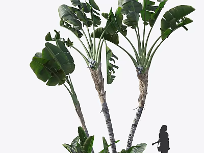 Tall Arbor Tree With Large Green Leaves And Straight Trunks In Landscape 3d model