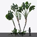 Tall Arbor Tree With Large Green Leaves And Straight Trunks In Landscape