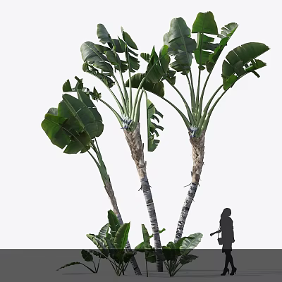 Tall Arbor Tree With Large Green Leaves And Straight Trunks In Landscape 3d model