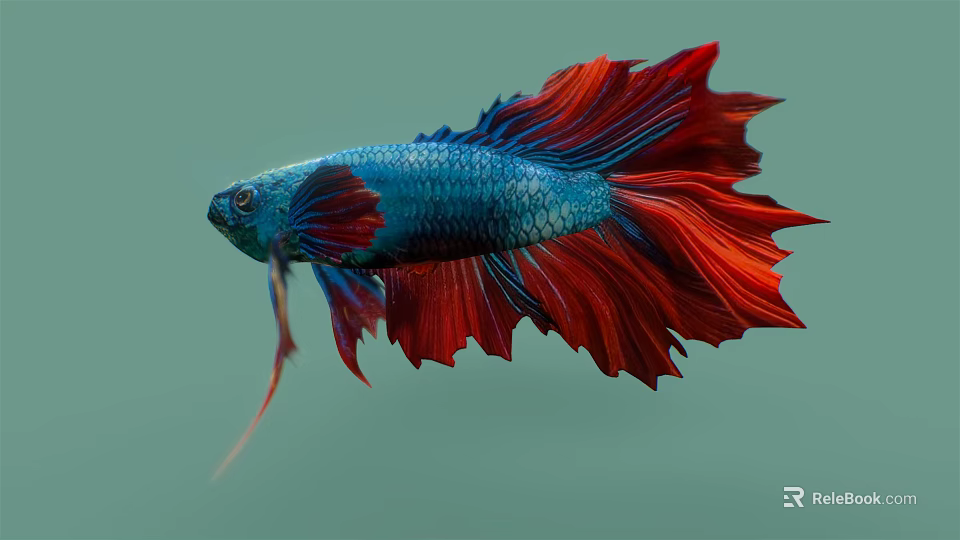 Stunning Vibrant Blue And Red Betta Fish With Flowing Fins As Beautiful Aquatic Animal 3d model 
