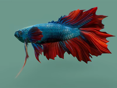 Stunning Vibrant Blue And Red Betta Fish With Flowing Fins As Beautiful Aquatic Animal 3d model