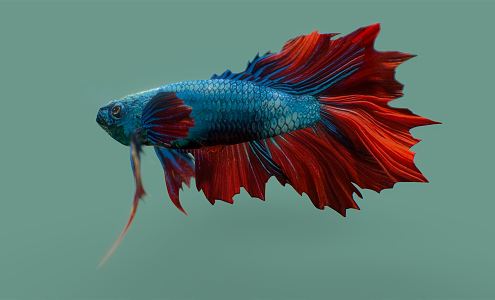 Modern Fish 3d model