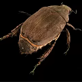 Brown Winged Flying Beetle with Hard Exoskeleton Detailed View on Black Background