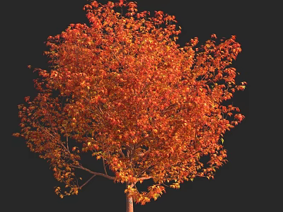 Lush Deciduous Arbor With Vibrant Orange Red Leaves Against Black Background 3d model