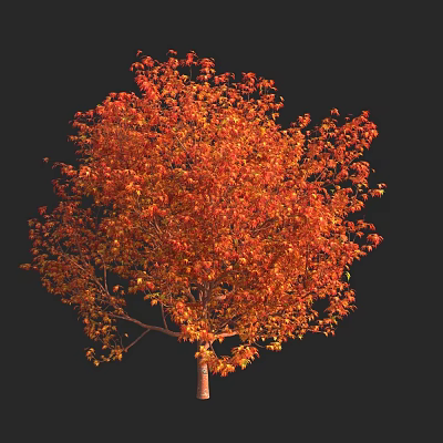 Lush Deciduous Arbor With Vibrant Orange Red Leaves Against Black Background 3d model