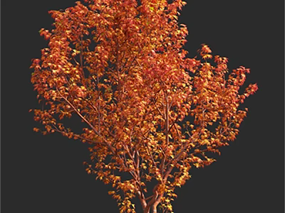 Arbor With Lush Red Orange Autumn Leaves Isolated On Dark Background 3d model