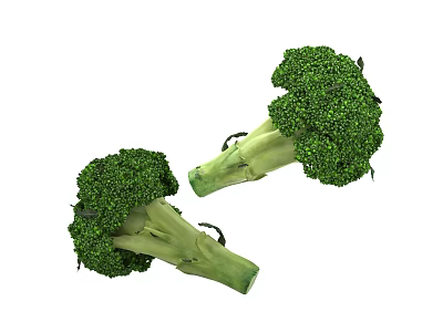 Two Fresh Green Broccoli Heads Featuring Crisp Florets and Tender Stems 3d model