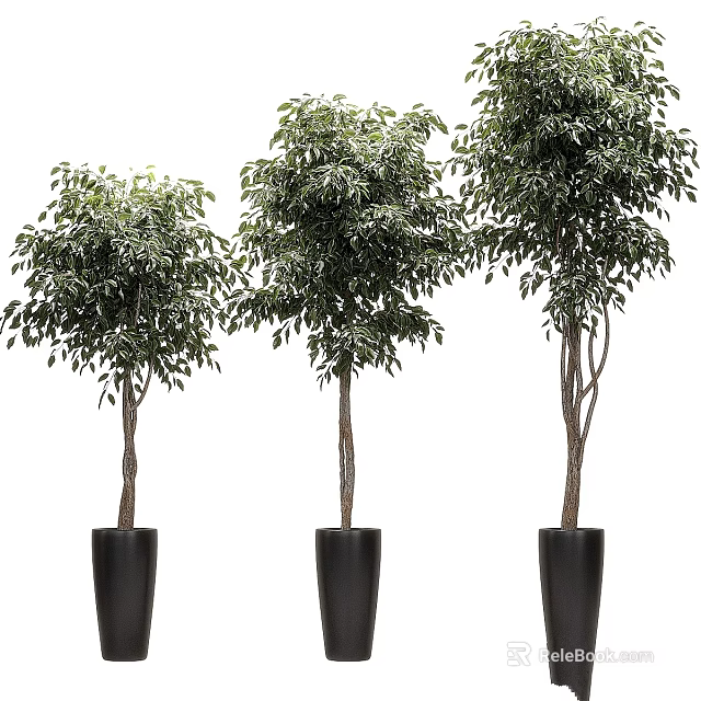 Three Stylish Decorative Potted Trees With Black Planters For Indoor Outdoor Garden Decor 3d model 