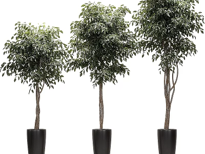 Three Stylish Decorative Potted Trees With Black Planters For Indoor Outdoor Garden Decor 3d model