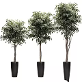 Three Stylish Decorative Potted Trees With Black Planters For Indoor Outdoor Garden Decor