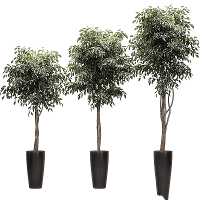 Three Stylish Decorative Potted Trees With Black Planters For Indoor Outdoor Garden Decor 3d model